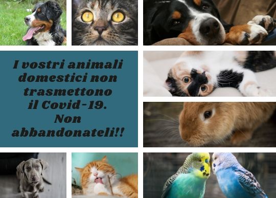animali domestici non trasmettono virus.jpg